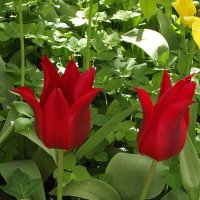 Тюльпаны :: Freddy 97