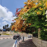 По дороге домой :: Светлана Хращевская