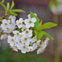 Вишня цветёт :: Светлана 