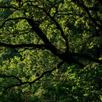 Из темноты :: Genych Bartkus