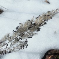 На солнечной полянке... :: Владимир Шошин