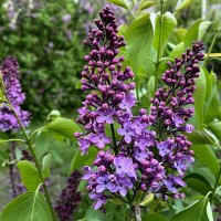 Сирень :: Ирина 