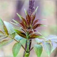 Изменения в пpиpоде пpоисходят год от года... :: Aquarius - Сергей