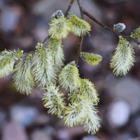 Месяц май :: Наталья Герасимова Месяц май :: Наталья Герасимова
