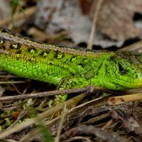 потомок диназавров :: Александр Прокудин