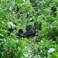 Африканской семейство. :: unix (Илья Утропов)