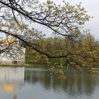 Весна :: Сапсан 