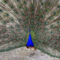 кто самый красивый :: Олег Лукьянов