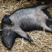 Медоед :: <<< Наташа >>>