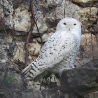Белая сова :: <<< Наташа >>>