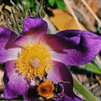 Лохматый шмель :: Георгиевич 