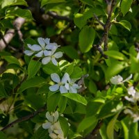 Яблони цвет :: Анатолий Чикчирный Яблони цвет :: Анатолий Чикчирный