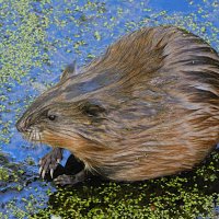 Ондатра :: Лина Ондатра :: Лина