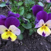 Сестрички :: Людмила Смородинская