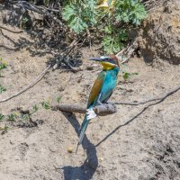 золотистые щурки :: юрий макаров