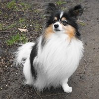 Братья наши меньшие... :: Рита Симонова