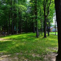 Чебоксары. Опушка рощи Гузовского летом. :: Пётр Чернега Чебоксары. Опушка рощи Гузовского летом. :: Пётр Чернега