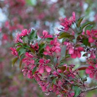 Райское наслаждение :: Сеня Белгородский