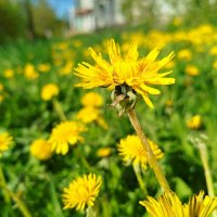Шикарные и яркие одуванчиковые поля :: светлана льдокова