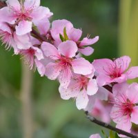 Цветущий персик :: Надежда Куркина 