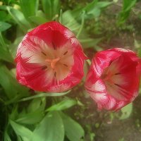 Тюльпаны :: Елена Семигина