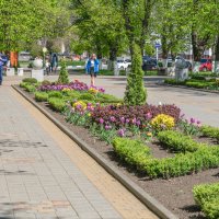 Клумбы в Армавире :: Игорь Сикорский
