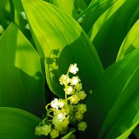 Ландыши, ландыши... :: Татьяна Пальчикова Ландыши, ландыши... :: Татьяна Пальчикова