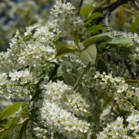 Черёмуха :: Наталия Григорьева Черёмуха :: Наталия Григорьева