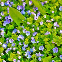 Микроанютки :: Светлана 