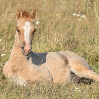 Полежу, погреюсь ... :: Maxxx©  