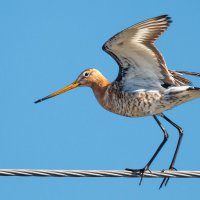 Большой веретенник :: Георгий Кулаковский