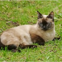 Соня :: Валентин Котляров