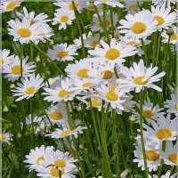 Ромашки :: Елена 