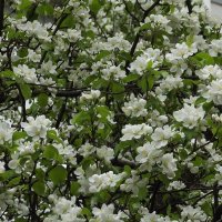 Когда кругом цветут сады… :: Freddy 97 Когда кругом цветут сады… :: Freddy 97