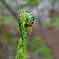 Улитка папоротника :: Александр Синдерёв