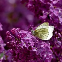 бабочки, снятые 7 мая  4 :: Александр Прокудин