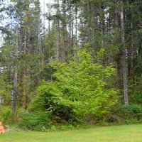 ...на траве дрова... :: Sergey Krivtsov