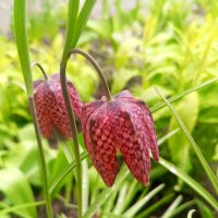 Рябчик :: Сапсан 