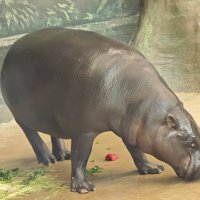 Карликовый бегемот Ксюша :: <<< Наташа >>>