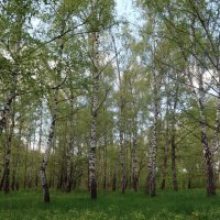 Березовая роща :: Дмитрий И_ Березовая роща :: Дмитрий И_