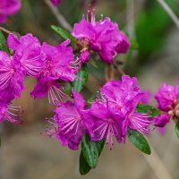 Цветущий май. :: Виктор Иванович Чернюк
