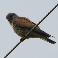 Пустельга :: Лина 