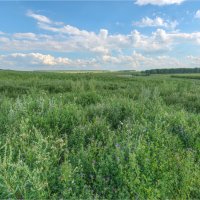 Лето :: **** vedin