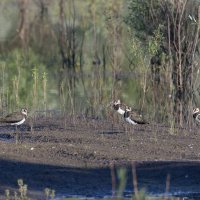 чибисы :: юрий макаров