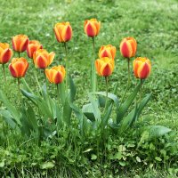 Весна в Ботаническом... :: Наташа ***** Весна в Ботаническом... :: Наташа *****