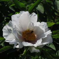 А вот и пионы ! :: Елена Шаламова