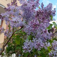 Сирень в честь Победы расцвела :: Елена Семигина