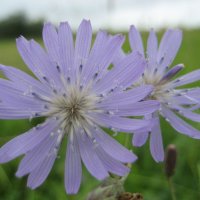 Латук сибирский :: Anna Ivanova