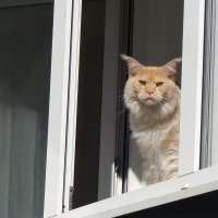 Братья наши меньшие... :: Рита Симонова