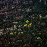 Лес с высоты птичьего полета. :: Игорь Хижняк
